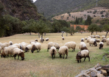 Πανώλη στα ζώα: Τι γίνεται με το γάλα και τις αποζημιώσεις των κτηνοτρόφων