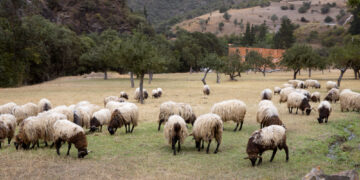 Πανώλη στα ζώα: Τι γίνεται με το γάλα και τις αποζημιώσεις των κτηνοτρόφων