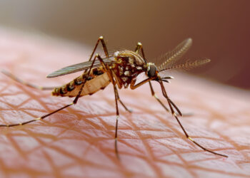 Από όλες τις ασθένειες που μεταδίδονται με τα κουνούπια ο δάγκειος πυρετός προκαλεί την μεγαλύτερη  ανησυχία