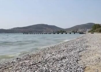 Νεκρά ψάρια: Ποια είναι τα μέτρα στήριξης για τους επιχειρηματίες