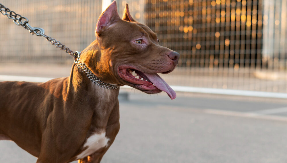 1,6 δις δολ. στις ασφαλίσεις για τραυματισμούς από σκύλους
