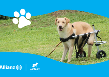 Η Allianz και η Plus2Feet συνεχίζουν να δίνουν κίνηση και ελπίδα στα ζώα που το χρειάζονται, μέσω της δράσης «Walking Together»