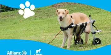 Η Allianz και η Plus2Feet συνεχίζουν να δίνουν κίνηση και ελπίδα στα ζώα που το χρειάζονται, μέσω της δράσης «Walking Together»