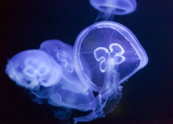 Τι μπορεί να μας τσιμπήσει στις διακοπές και τι πρέπει να κάνουμε