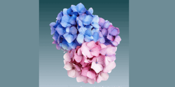 ΙΑΣΩ Γενική Κλινική: Έλεγχος ΣΜΝ με αφορμή την Παγκόσμια Ημέρα Σεξουαλικής Υγείας