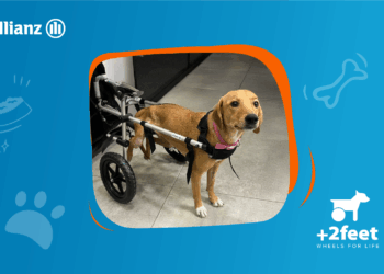 Allianz – Plus2Feet: Ελπίδα και κίνηση σε ζώα με αναπηρία