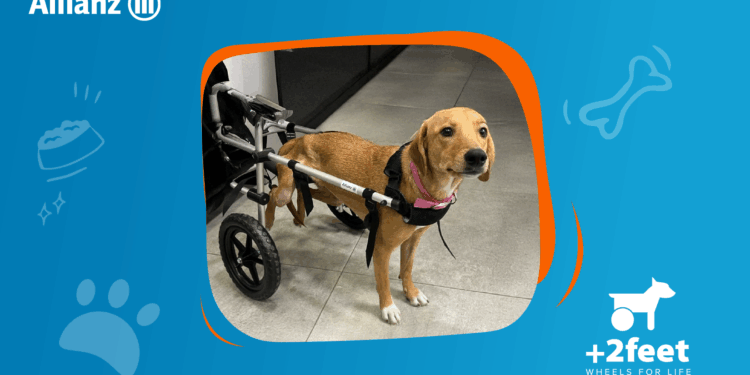 Allianz – Plus2Feet: Ελπίδα και κίνηση σε ζώα με αναπηρία